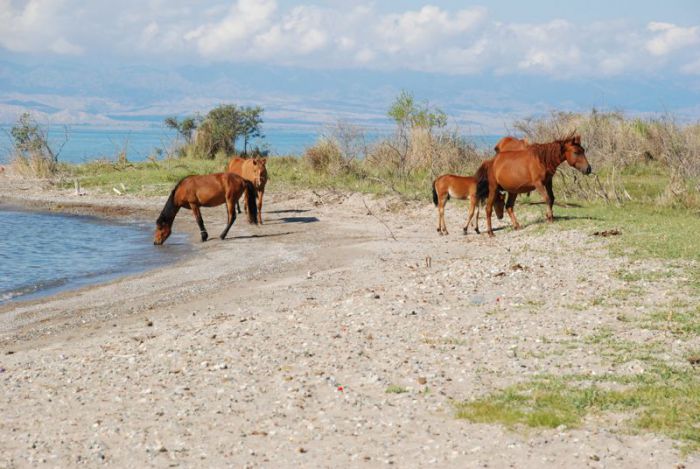 050. Bushcamp tussen de paarden aan Issyk Kul.jpg
